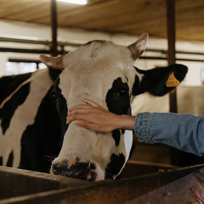 krowa w hodowil masowa produkcja mięsa i mleka wegetarianizm weganizm