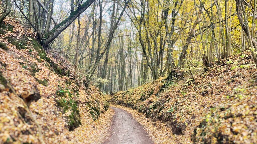 Wąwóz Czarci Jar jesienią